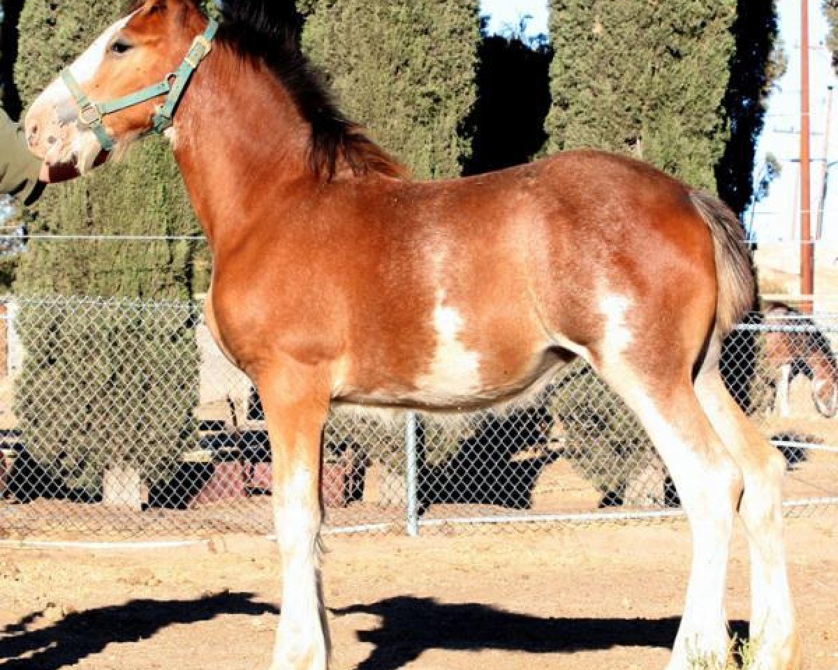 Pferd Somewhere Cody's Mandy (Clydesdale, 2016, von Somewhere Yankee's Cody)