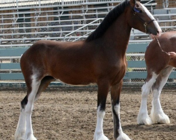 Pferd Somewhere Doc's Dark Allie (Clydesdale, 2011, von Donegal Dr Pepper)