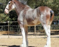 broodmare Somewhere Lady Mae (Clydesdale, 2005, from N.D.F. Buster)