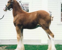 Pferd Somewhere Bill (Clydesdale, 1999, von Hillmoor Footprint II)