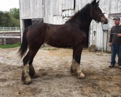 Pferd GHT's Maggie (Clydesdale, 2018, von Kellois Taylor Mitchell)