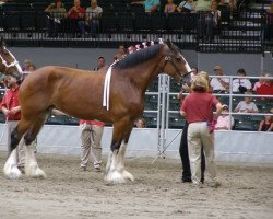 Zuchtstute Solomon's Susie (Clydesdale, 2003, von Westedge Ideal Ivan)