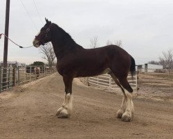 Pferd Ace of Wildfire (Clydesdale, 2017, von H.M.H. Rockin Bentley)