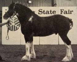 horse Solomon's Sir Paul (Clydesdale, 1983, from Solomon's Chief)