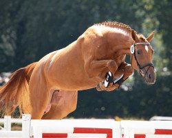 broodmare Picarda (Hanoverian, 2016, from Perigueux)