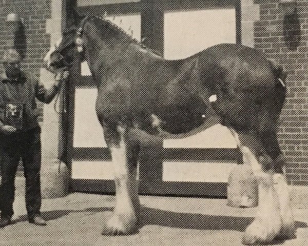 horse Solomon's Silver Stone (Clydesdale, 1982, from Solomon's Chief)