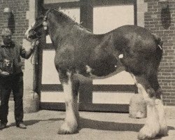 horse Solomon's Silver Stone (Clydesdale, 1982, from Solomon's Chief)