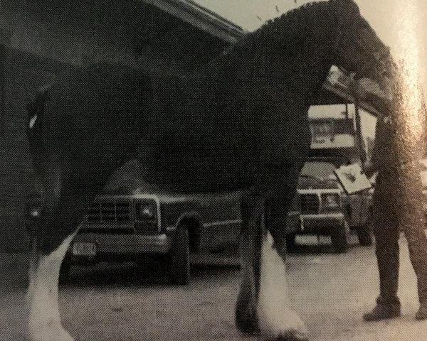 Pferd Solomon's Lee (Clydesdale, 1983, von Solomon's Chief)