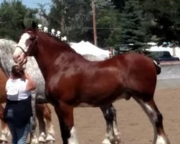 Pferd Solomon's Comrade (Clydesdale, 2005, von Westedge Ideal Ivan)