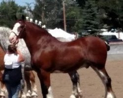 horse Solomon's Comrade (Clydesdale, 2005, from Westedge Ideal Ivan)