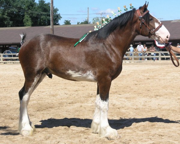 Pferd Solomon's Brigadier (Clydesdale, 2003, von Westedge Ideal Ivan)