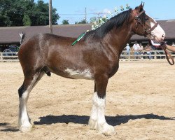 Pferd Solomon's Brigadier (Clydesdale, 2003, von Westedge Ideal Ivan)