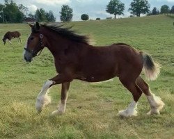 Pferd Sky Ridge Matrix's LTG McQueen (Clydesdale, 2019, von Sky Ridge Merlin's Matrix)