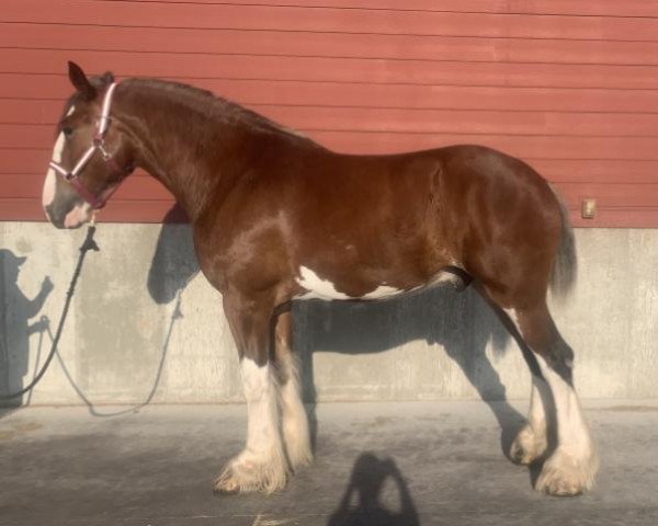 Pferd Sky Ridge Matrix's Legacy (Clydesdale, 2017, von Sky Ridge Merlin's Matrix)