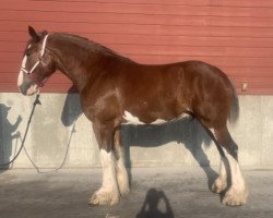 Pferd Sky Ridge Matrix's Legacy (Clydesdale, 2017, von Sky Ridge Merlin's Matrix)