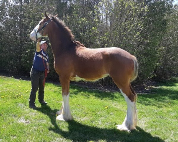 Pferd Sky Ridge Bolt's Jake (Clydesdale, 2019, von Cedarlane Bolt)