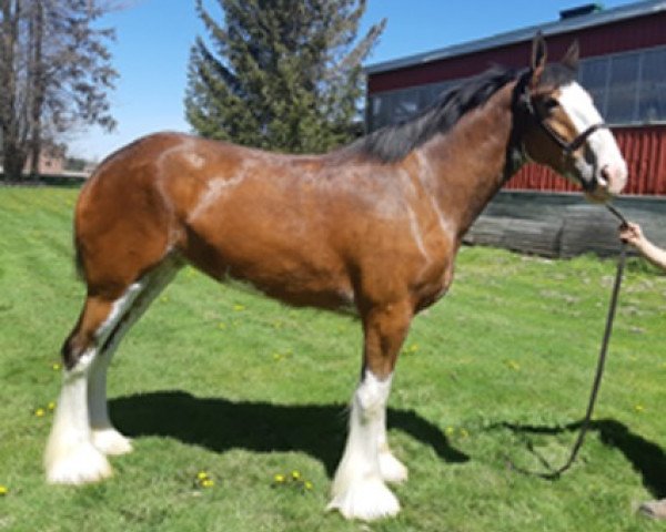 horse Sky Ridge Andrew's Krystal (Clydesdale, 2017, from Armbro Andrew)