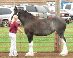 horse Sisters View Licrice (Clydesdale, 2002, from Oak Summit P.B.)