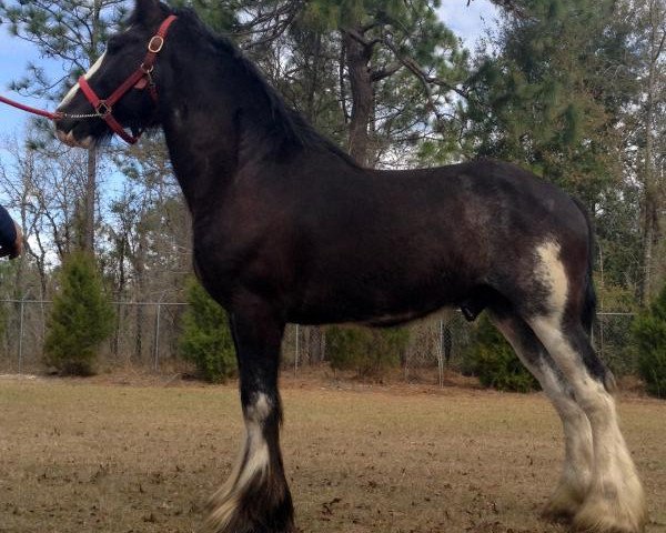 horse Sir Matthew of Grandview (Clydesdale, 2012, from Grandview Eli's Just-In-Step)