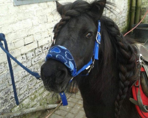 Dressurpferd Ebony (Shetland Pony, 2009)