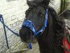 Dressurpferd Ebony (Shetland Pony, 2009)