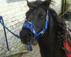 dressage horse Ebony (Shetland Pony, 2009)