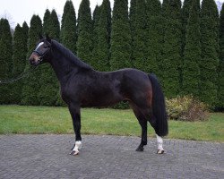 Pferd Aramis (Polnisches Warmblut, 2017)