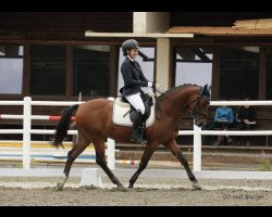 dressage horse Di Angelo du Bois (unknown, 2006, from Di Caprio du Bois)