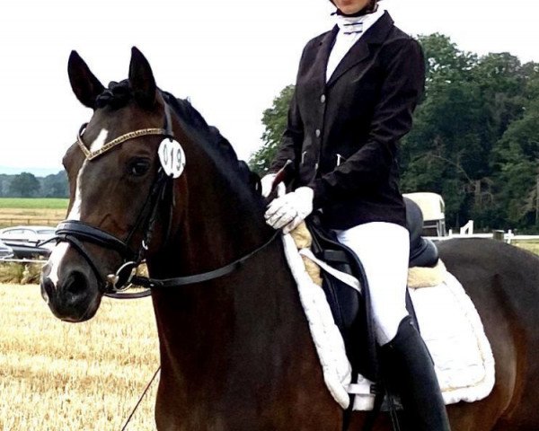 broodmare Vanadis Jr (German Riding Pony, 2013, from Dressman III)