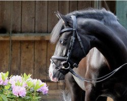 broodmare Nice Blue Eyes (German Riding Pony, 2004, from Notre Beau)