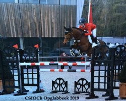 broodmare Ticenta (Oldenburg show jumper, 2012, from Toulouse)