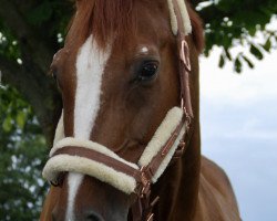 dressage horse Diavolo (Hessian Warmblood, 2001, from Dartagnan)