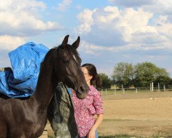 broodmare Loren S.S. (Oldenburg show jumper, 2012, from Favorit Ask)