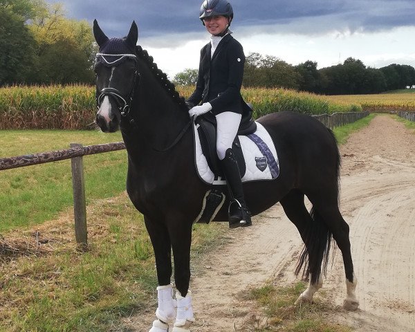 jumper Value B (German Riding Pony, 2015, from Vincent)