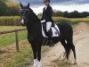 jumper Value B (German Riding Pony, 2015, from Vincent)