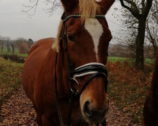 broodmare Windrose (Hanoverian, 2001, from Wilawander xx)