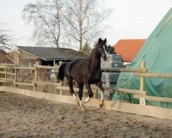 jumper Favourite for me (Hanoverian, 2016, from Freddie Mercury 2)