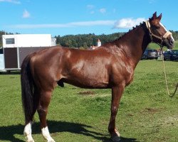 dressage horse Lando's La Paco (Hanoverian, 2004, from Lando)