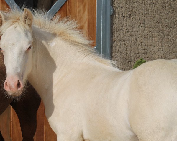 horse Anima Danbey (Welsh-Cob (Sek. D), 2020, from Horeb JD)