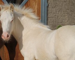 Pferd Anima Danbey (Welsh-Cob (Sek. D), 2020, von Horeb JD)