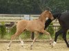 dressage horse Dancing Diamond 31 (German Riding Pony, 2015, from FS Don't Worry)