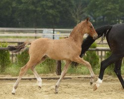 Dressurpferd Dancing Diamond 31 (Deutsches Reitpony, 2015, von FS Don't Worry)