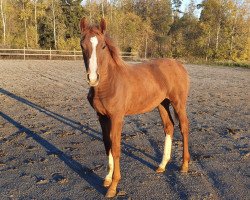 horse De Camille (Schwedisches Warmblut, 2020, from Cabachon)