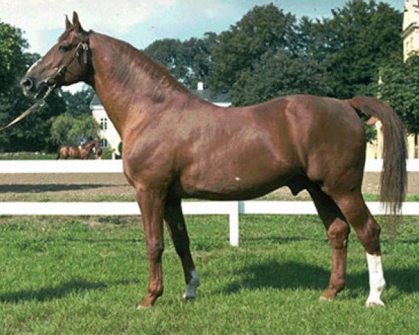 stallion Lansiär (Swedish Warmblood, 1954, from Niger)
