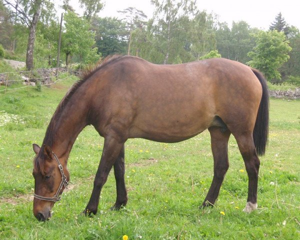 broodmare Menuette II (Swedish Warmblood, 1986, from Pontus)