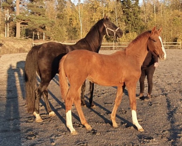 Zuchtstute De Coquette (Schwedisches Warmblut, 2007, von de Noir 3)