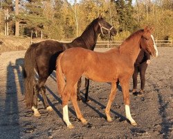 broodmare De Coquette (Swedish Warmblood, 2007, from de Noir 3)