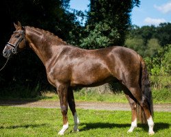 stallion Bon Royal (Hanoverian, 2017, from Bon Coeur)