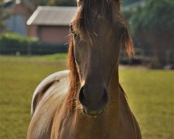 dressage horse Dschingis Khan (German Riding Pony, 2019, from D-Power AT)