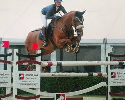 Springpferd Captain Morgan (KWPN (Niederländisches Warmblut), 2009, von Carthino Z)